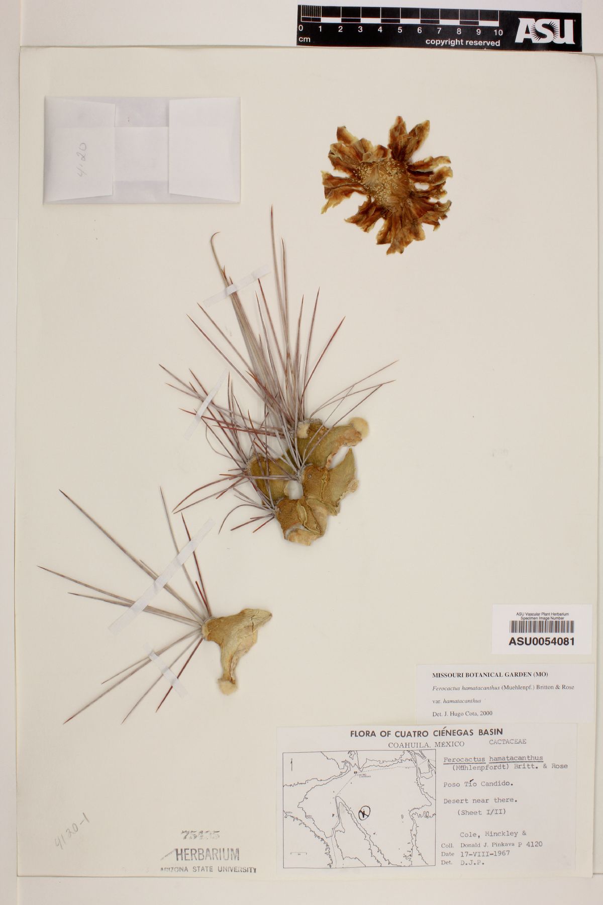 Ferocactus hamatacanthus image