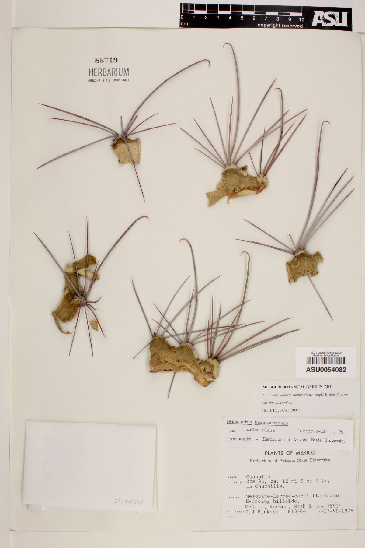 Ferocactus hamatacanthus image