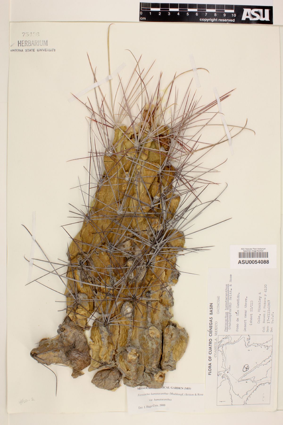 Ferocactus hamatacanthus image