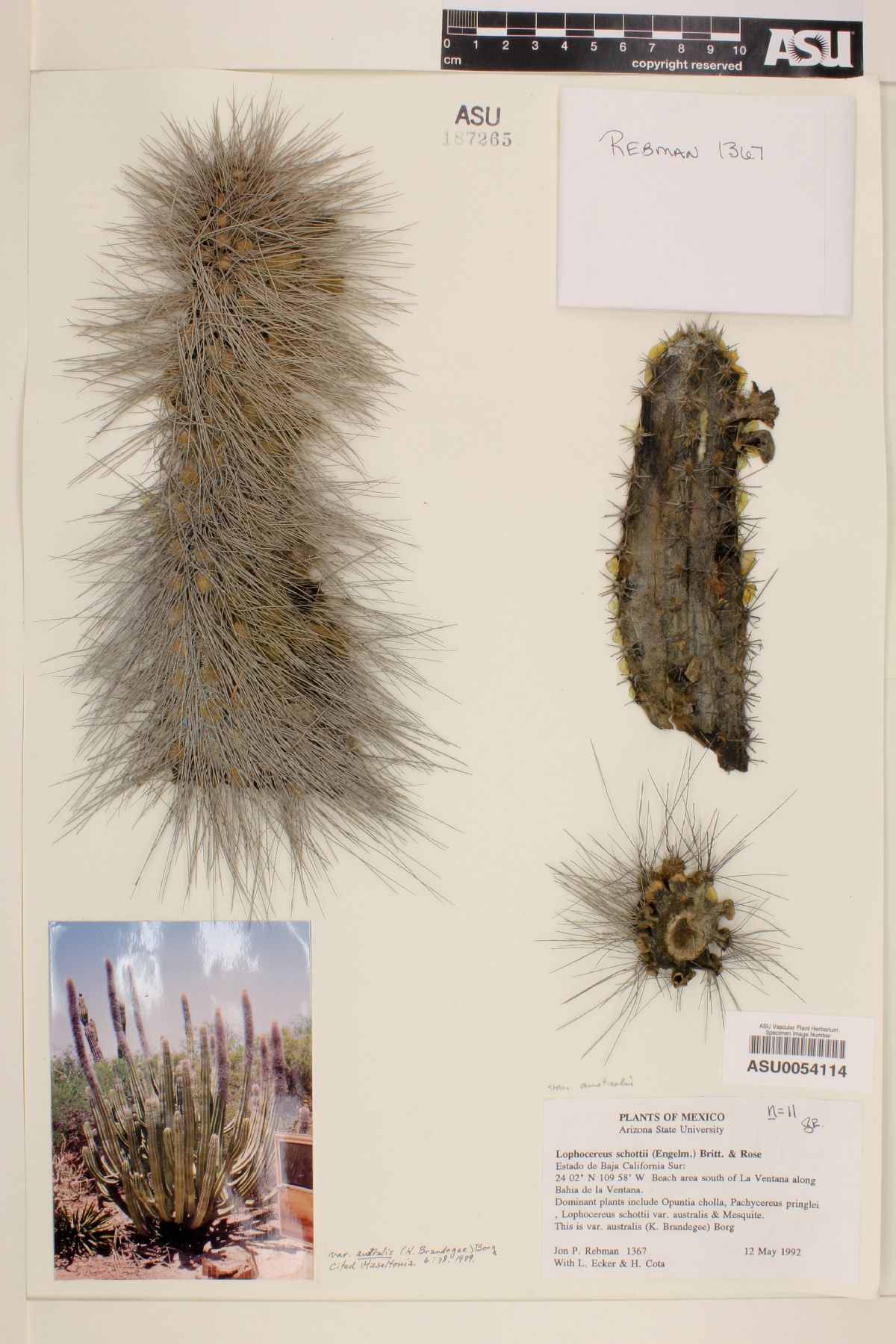 Pachycereus schottii var. australis image