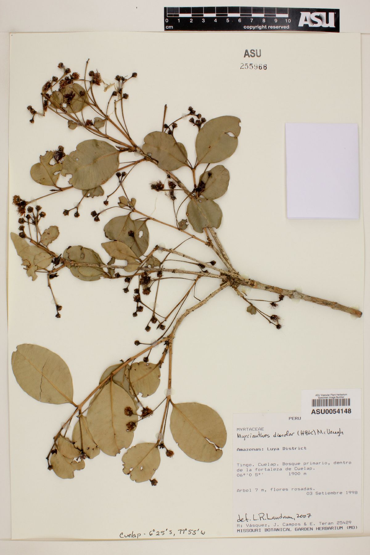 Myrcianthes discolor image