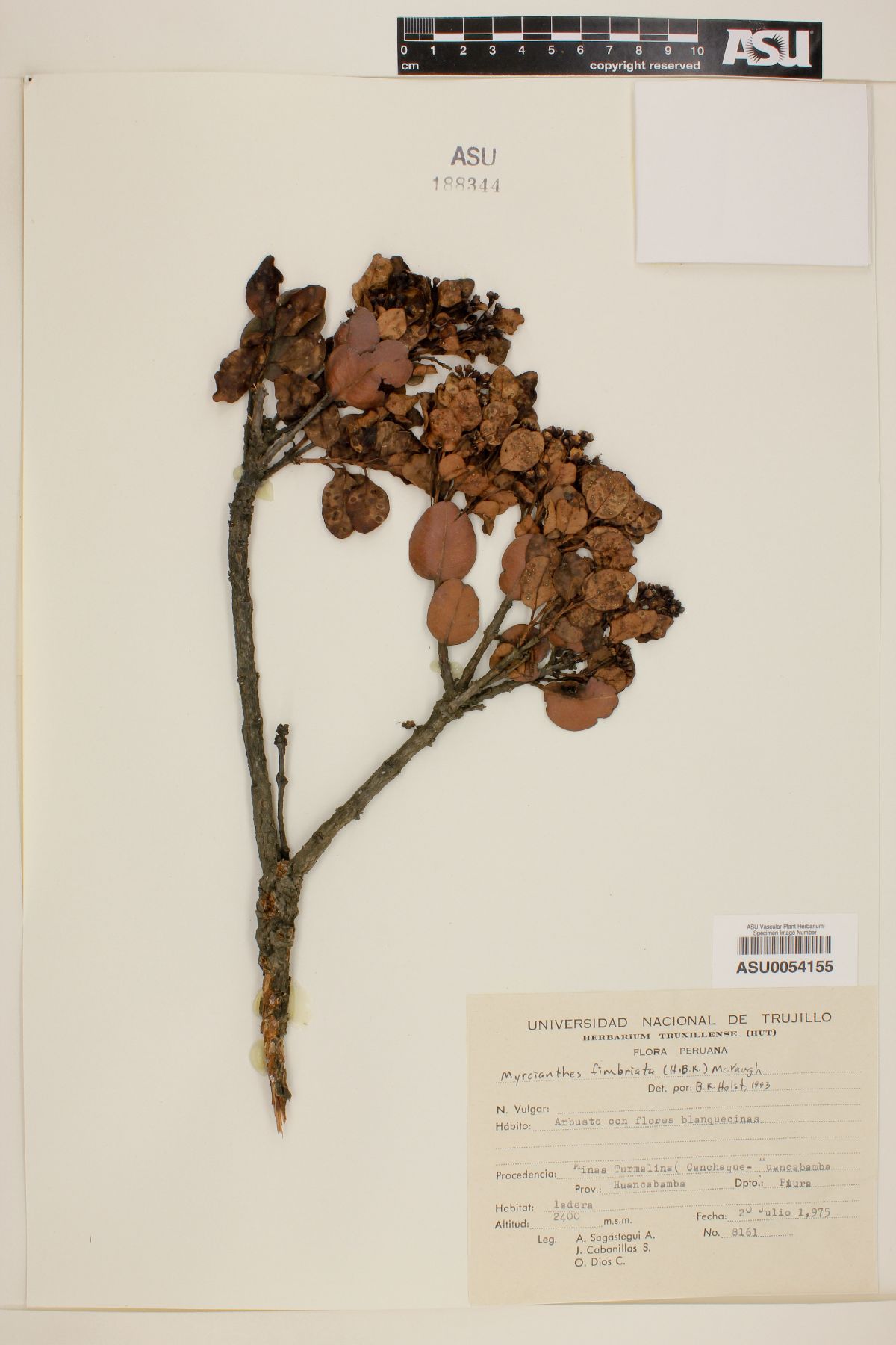 Myrcianthes fimbriata image