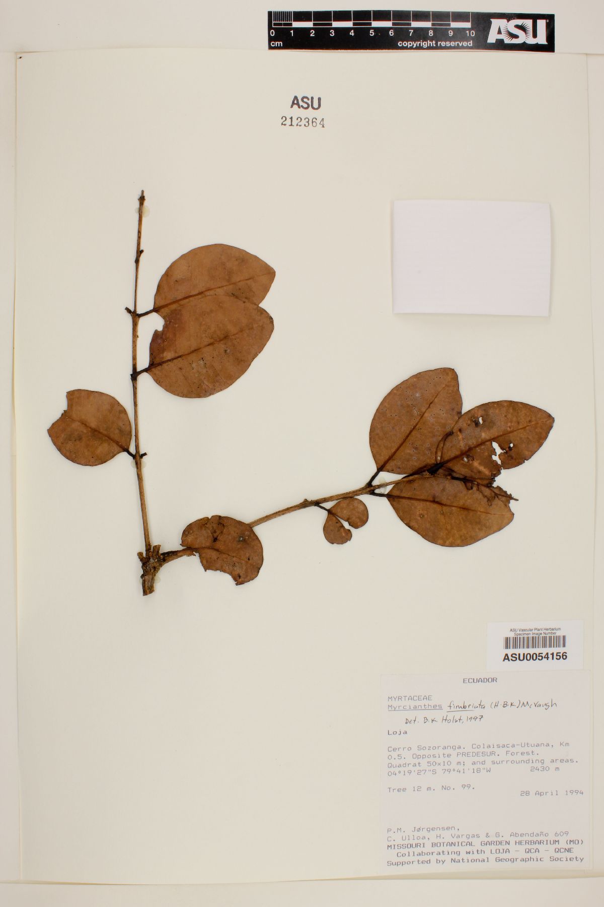 Myrcianthes fimbriata image