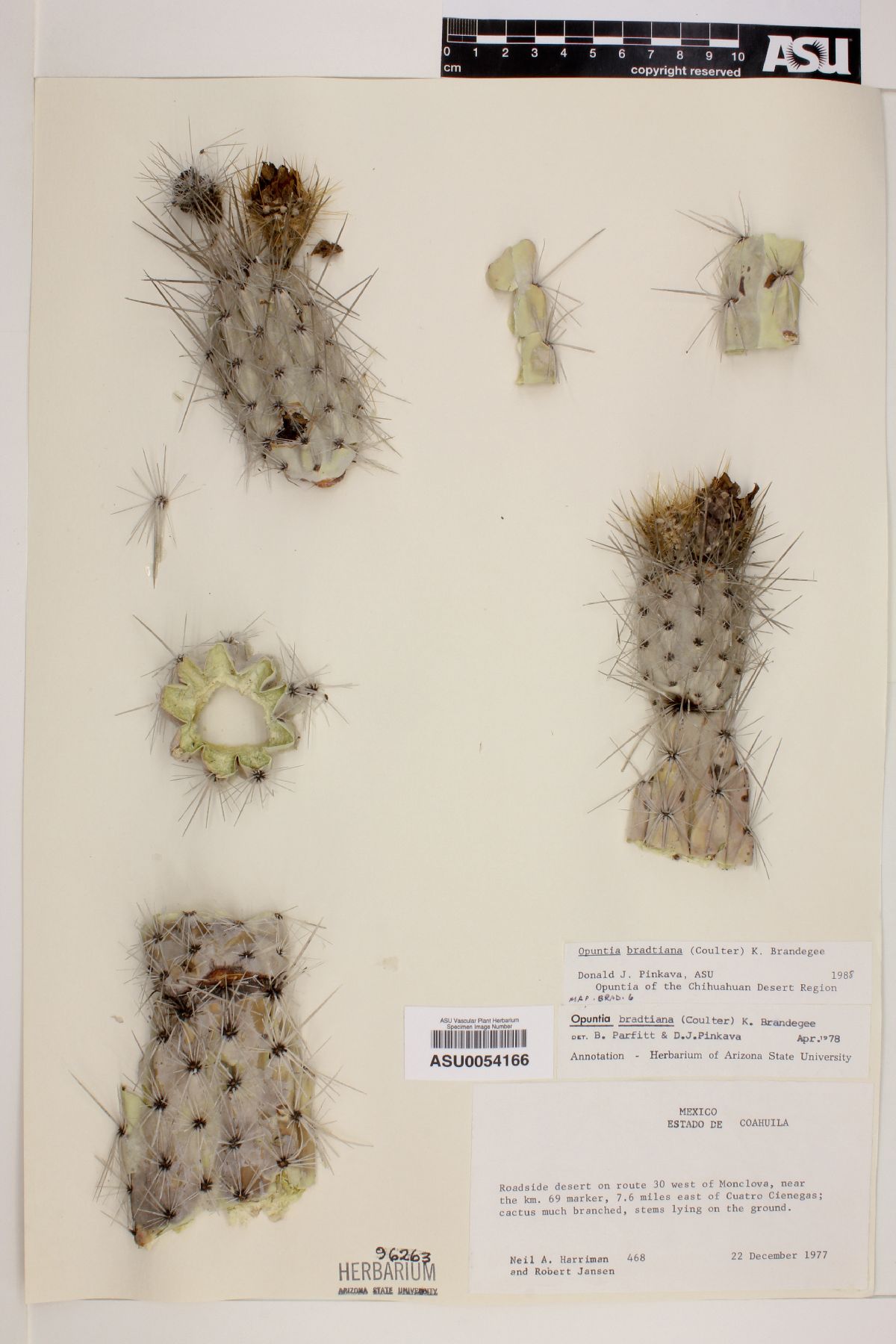 Opuntia bradtiana image