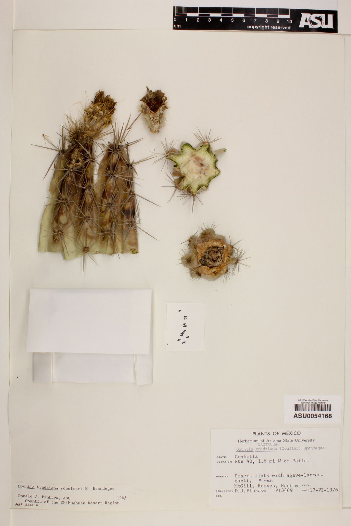 Opuntia bradtiana image
