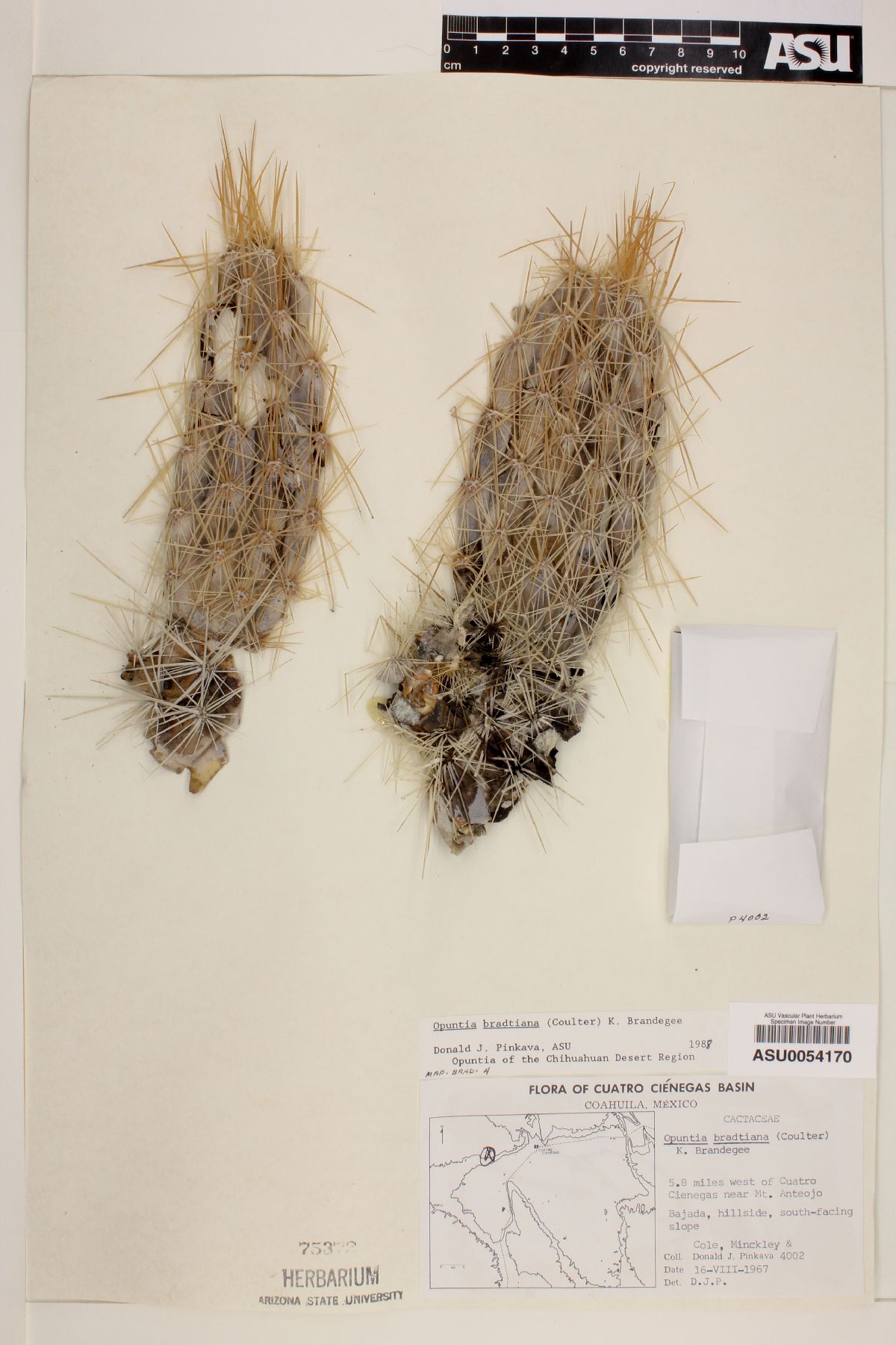 Opuntia bradtiana image