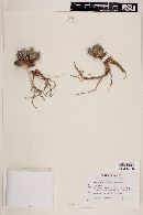 Corynopuntia bulbispina image