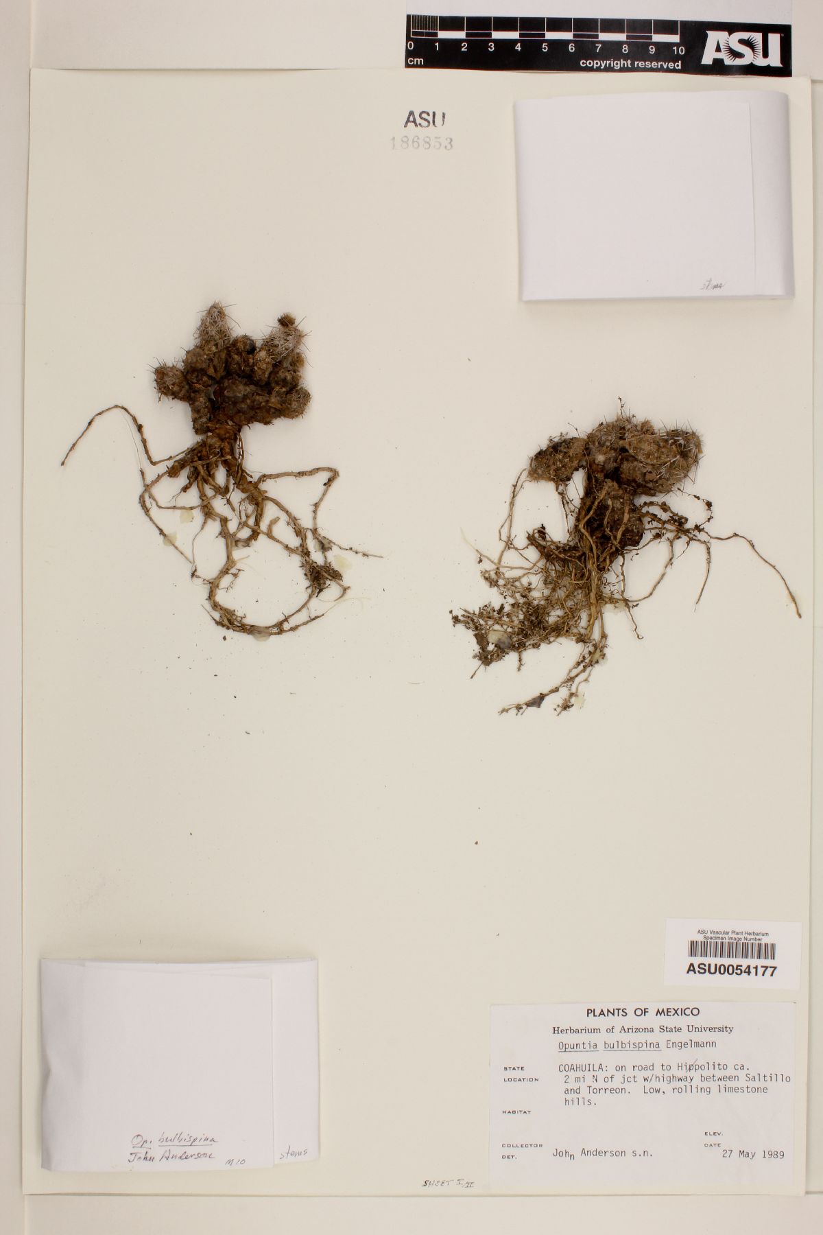 Corynopuntia bulbispina image