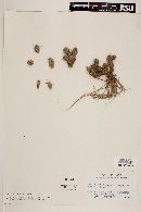 Corynopuntia bulbispina image