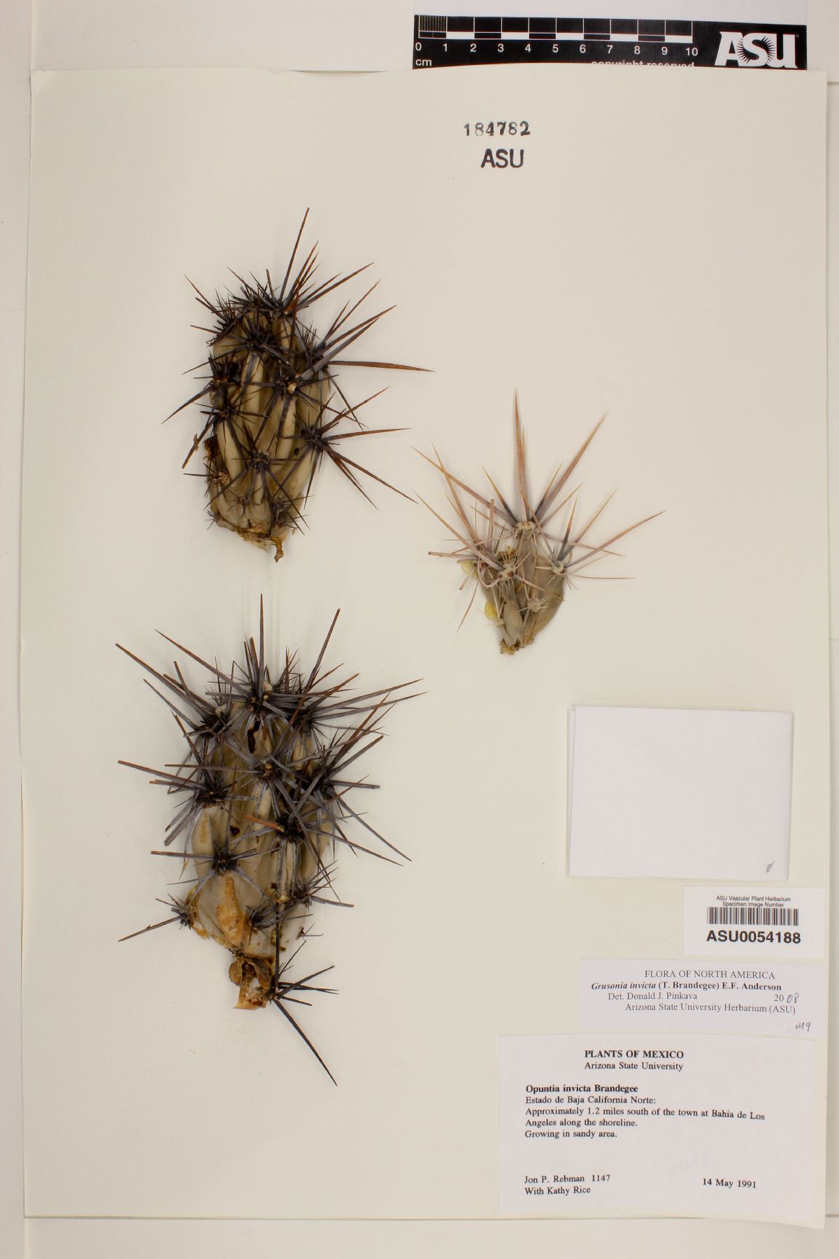 Grusonia invicta image