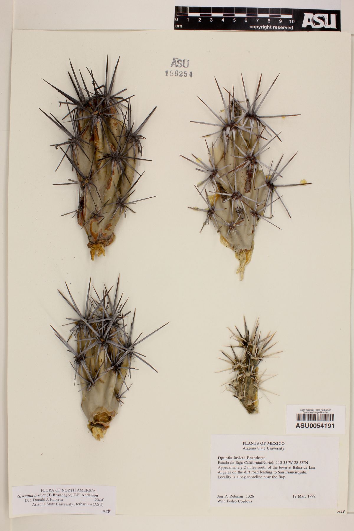 Grusonia invicta image