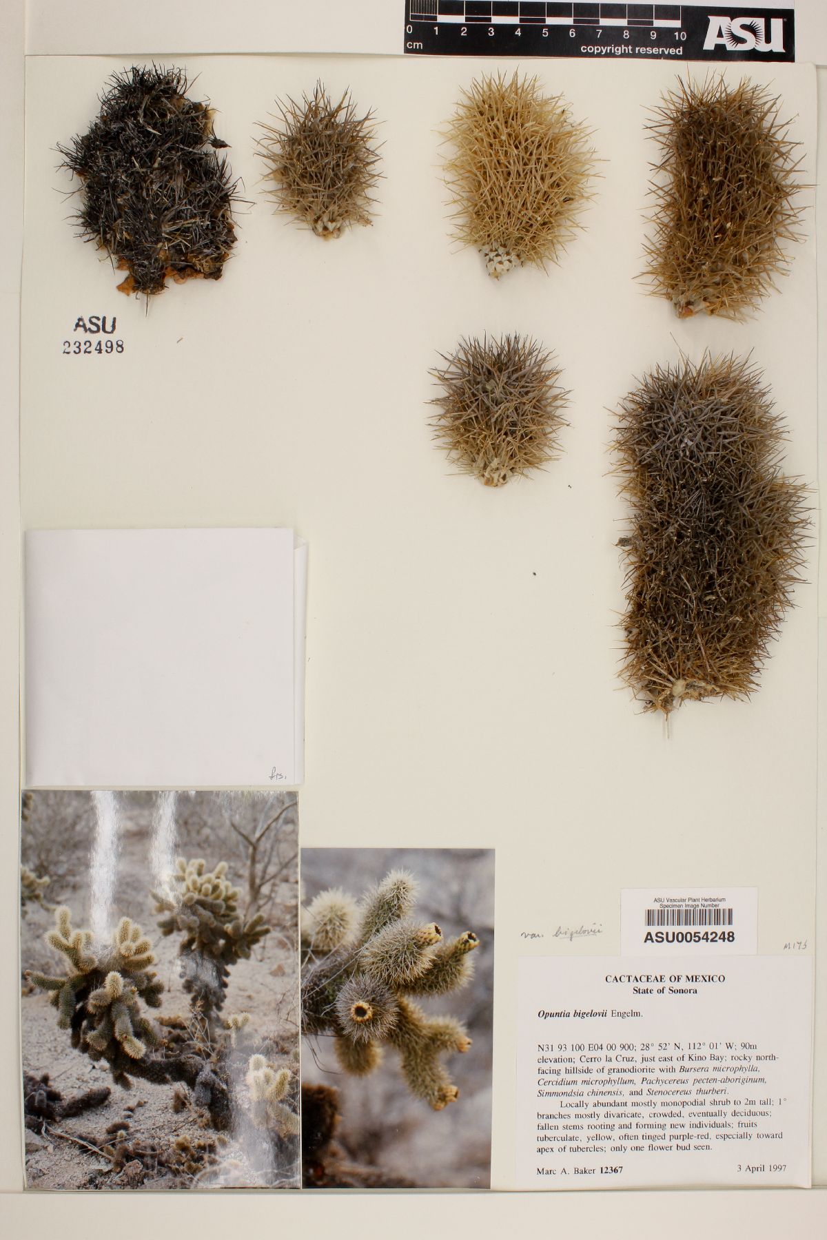 Cylindropuntia bigelovii var. bigelovii image
