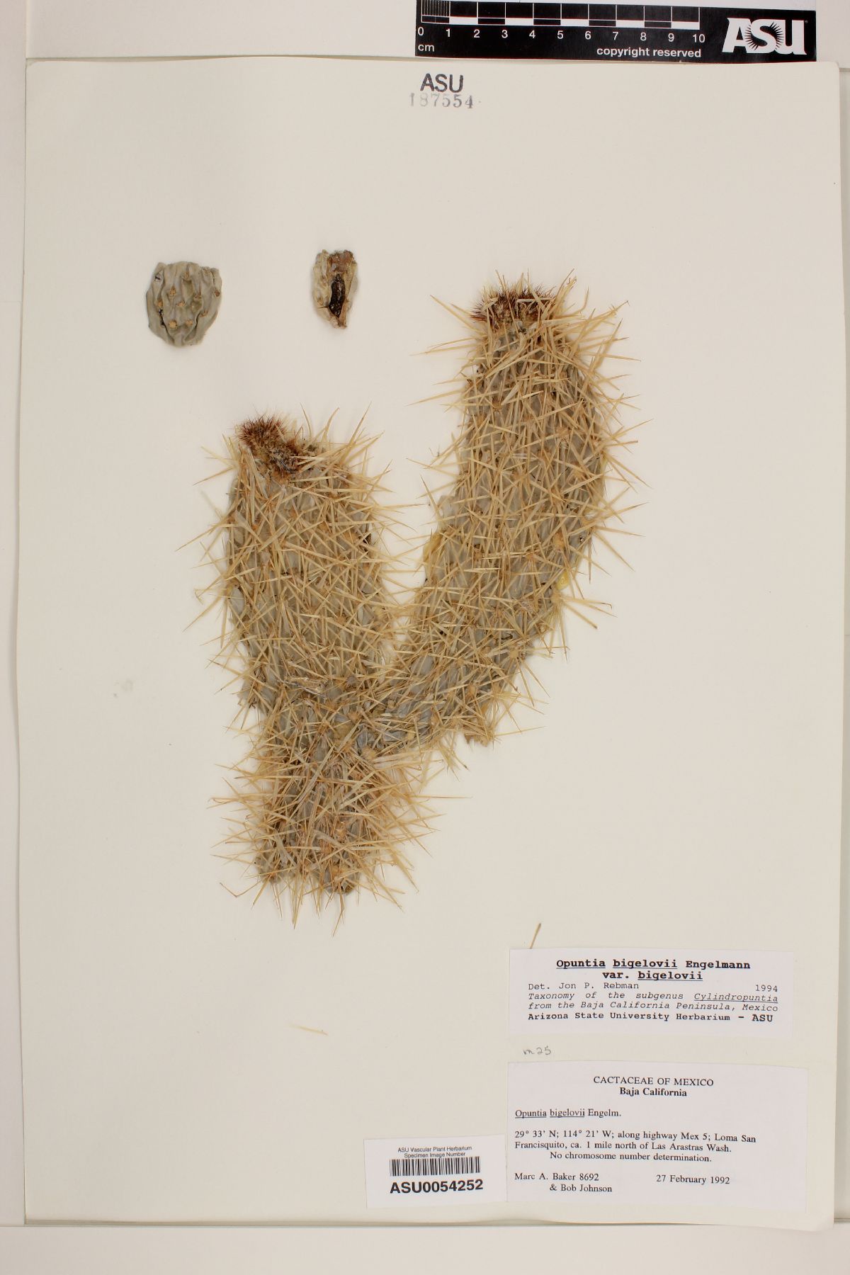 Cylindropuntia bigelovii var. bigelovii image