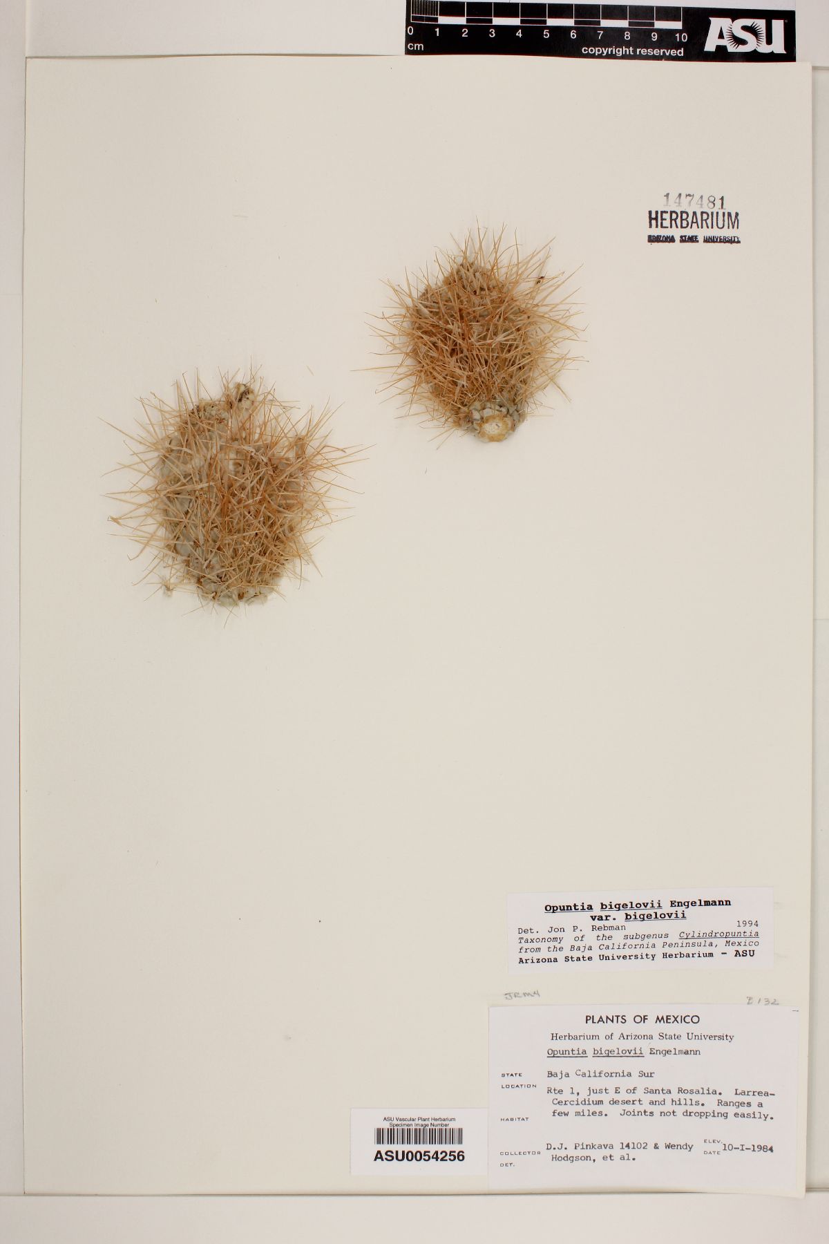 Cylindropuntia bigelovii var. bigelovii image