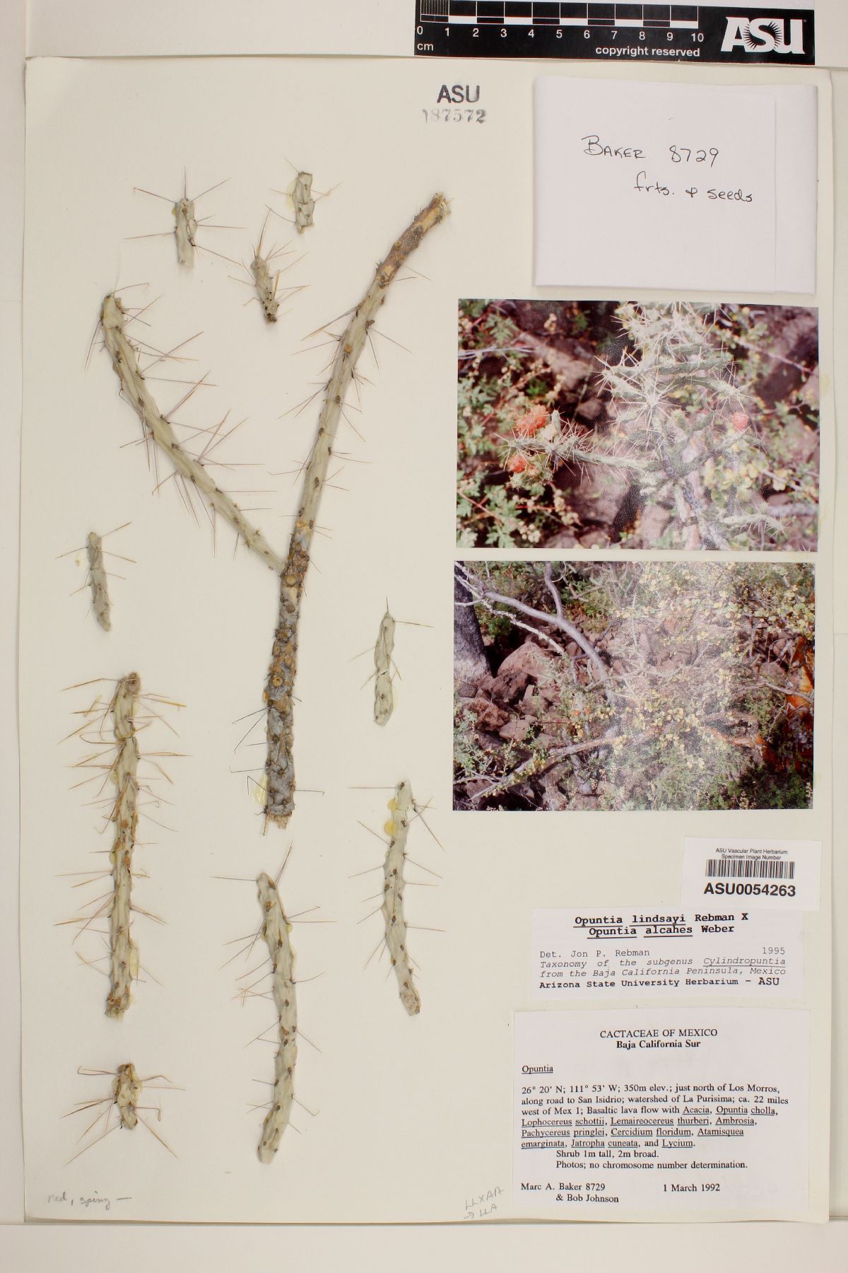 Cylindropuntia lindsayi image