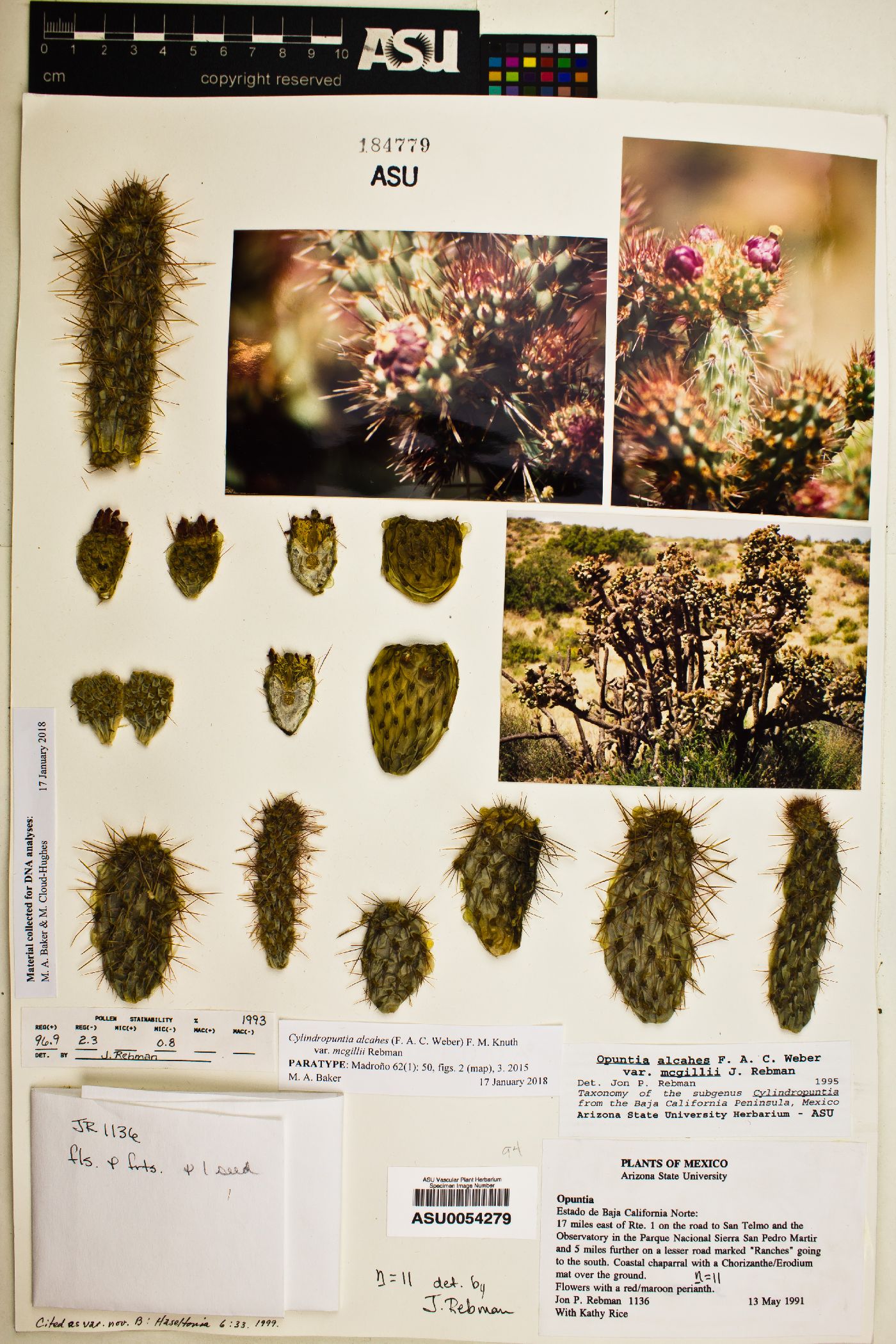 Cylindropuntia alcahes subsp. mcgillii image