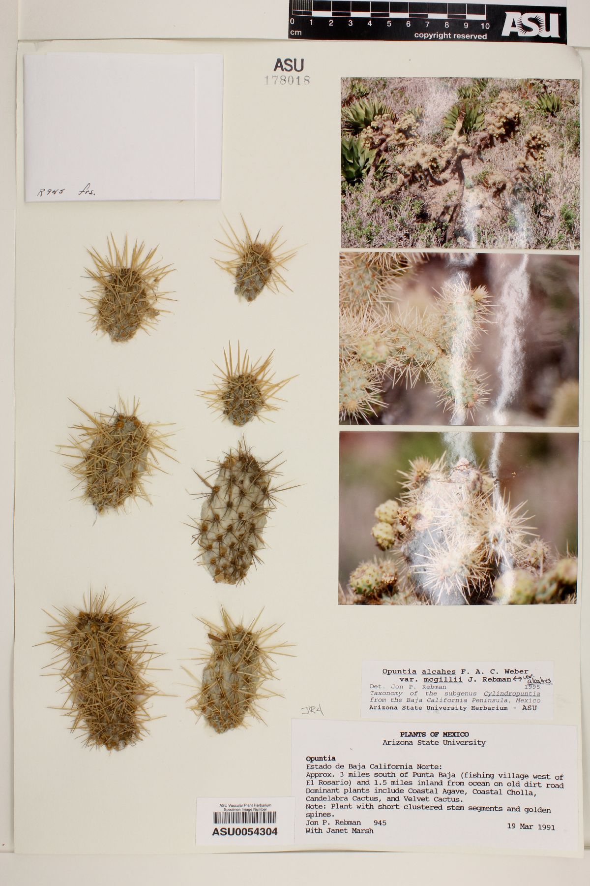 Cylindropuntia alcahes subsp. mcgillii image