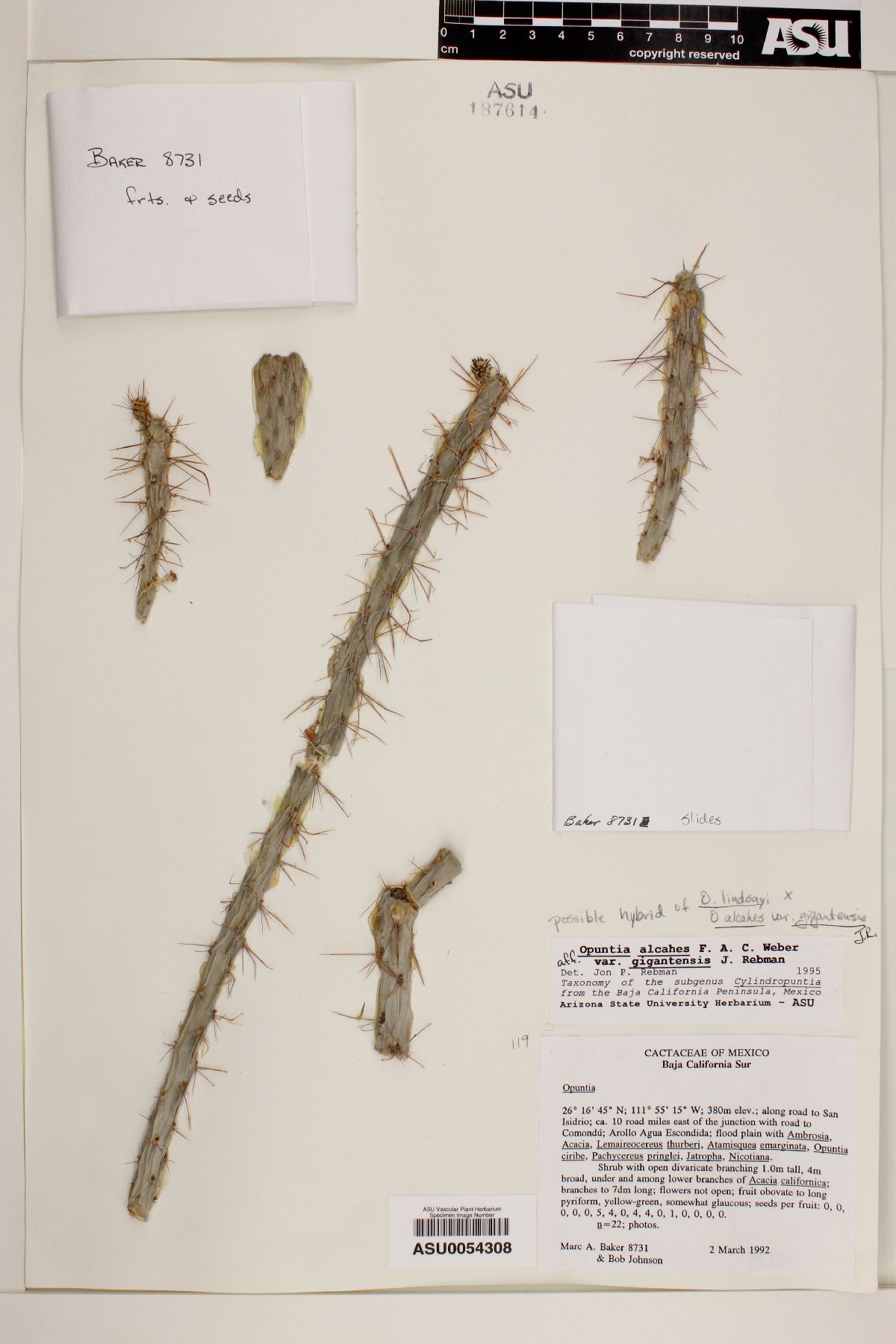 Cylindropuntia alcahes subsp. gigantensis image