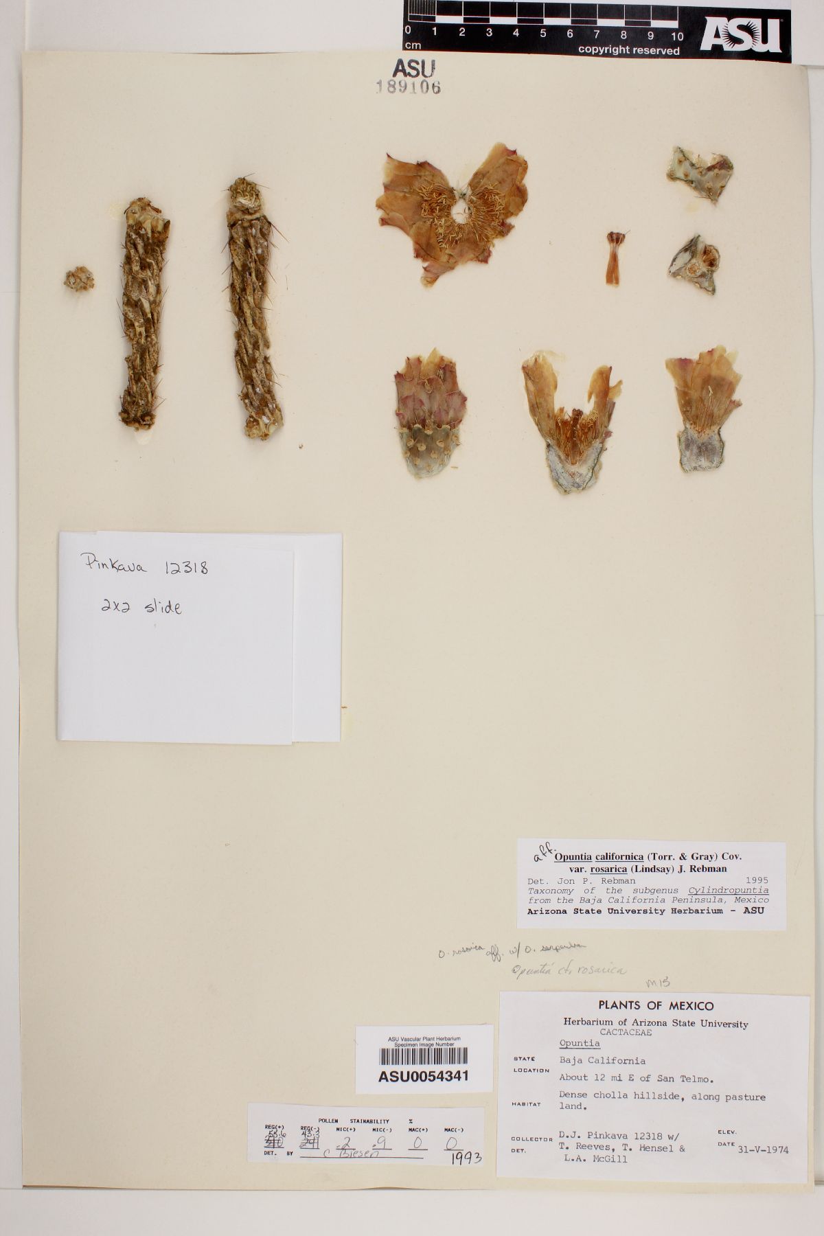 Cylindropuntia californica image