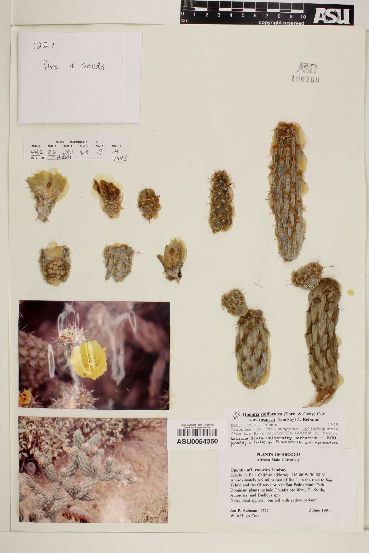 Cylindropuntia californica image