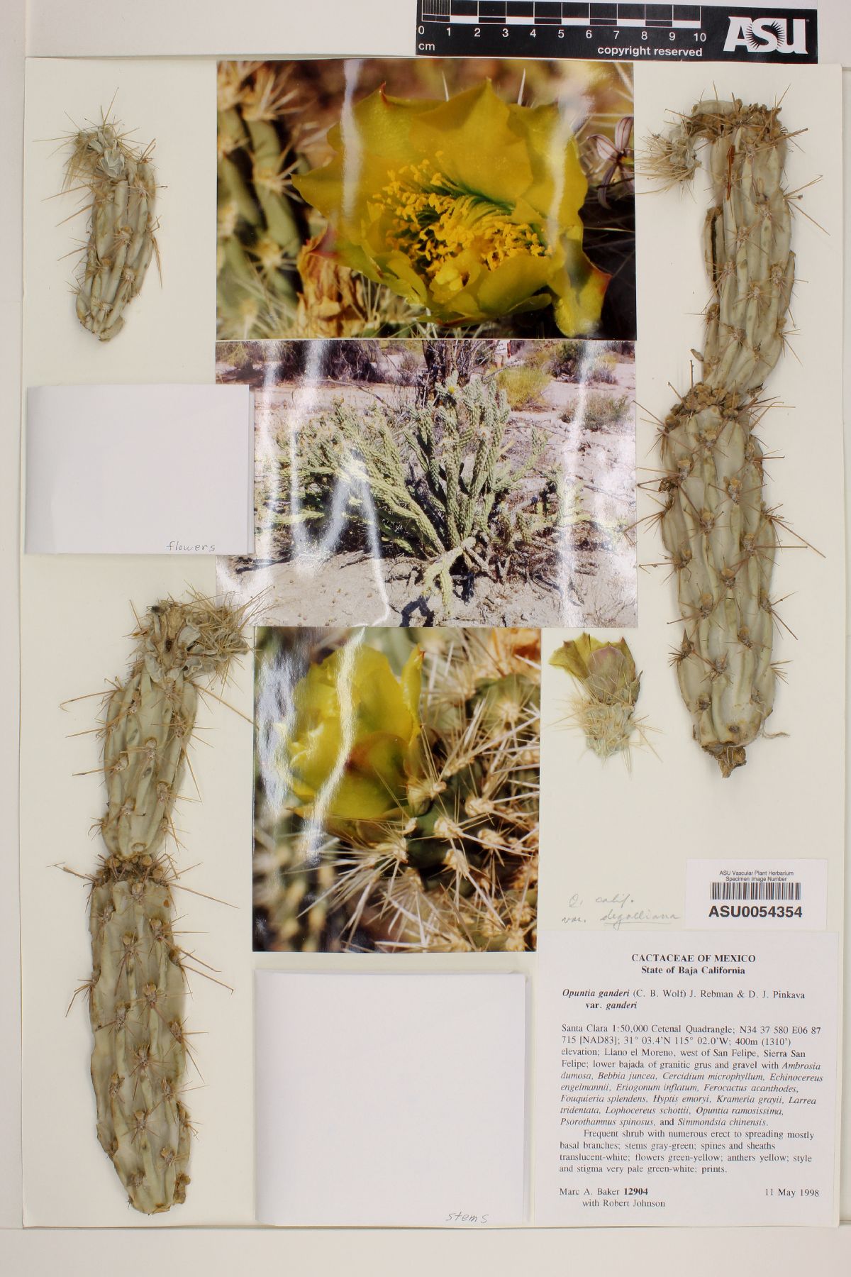 Cylindropuntia ganderi subsp. ganderi image