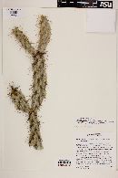 Cylindropuntia ganderi subsp. ganderi image