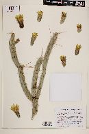 Cylindropuntia californica var. rosarica image