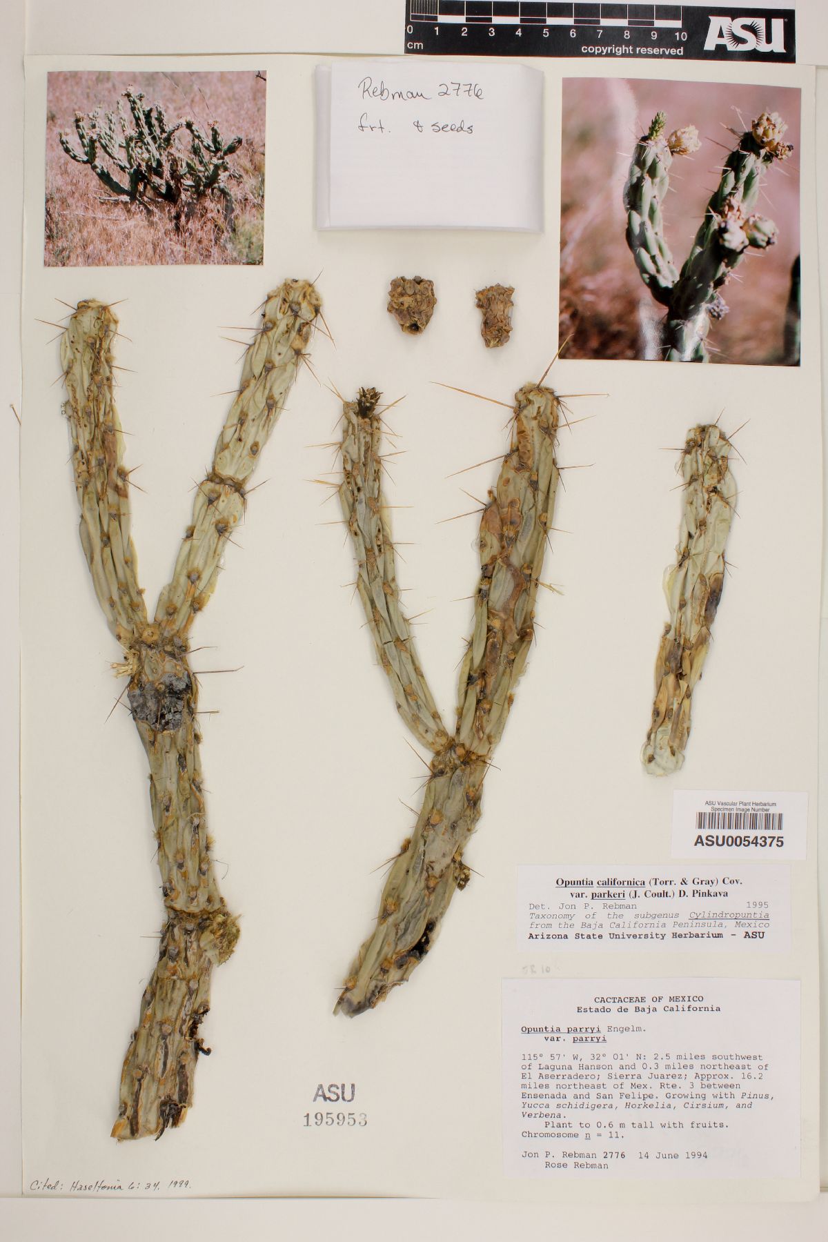 Cylindropuntia californica image