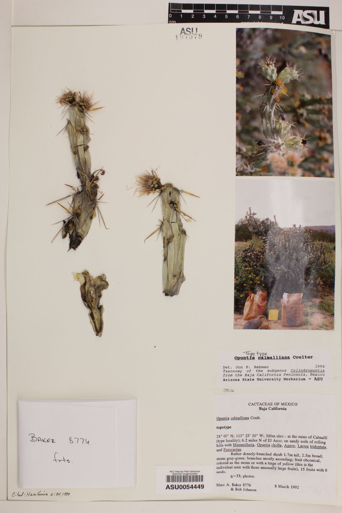 Opuntia calmalliana image