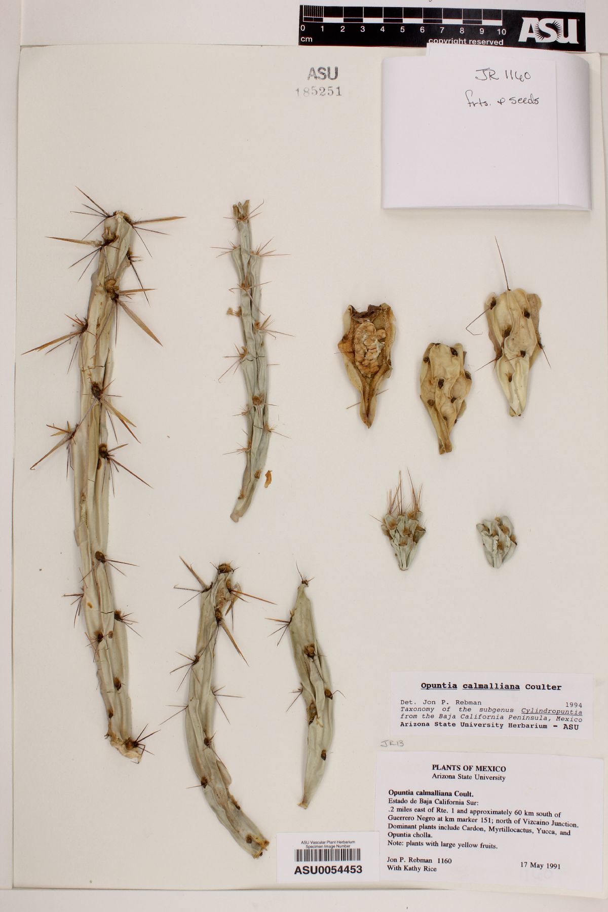 Opuntia calmalliana image
