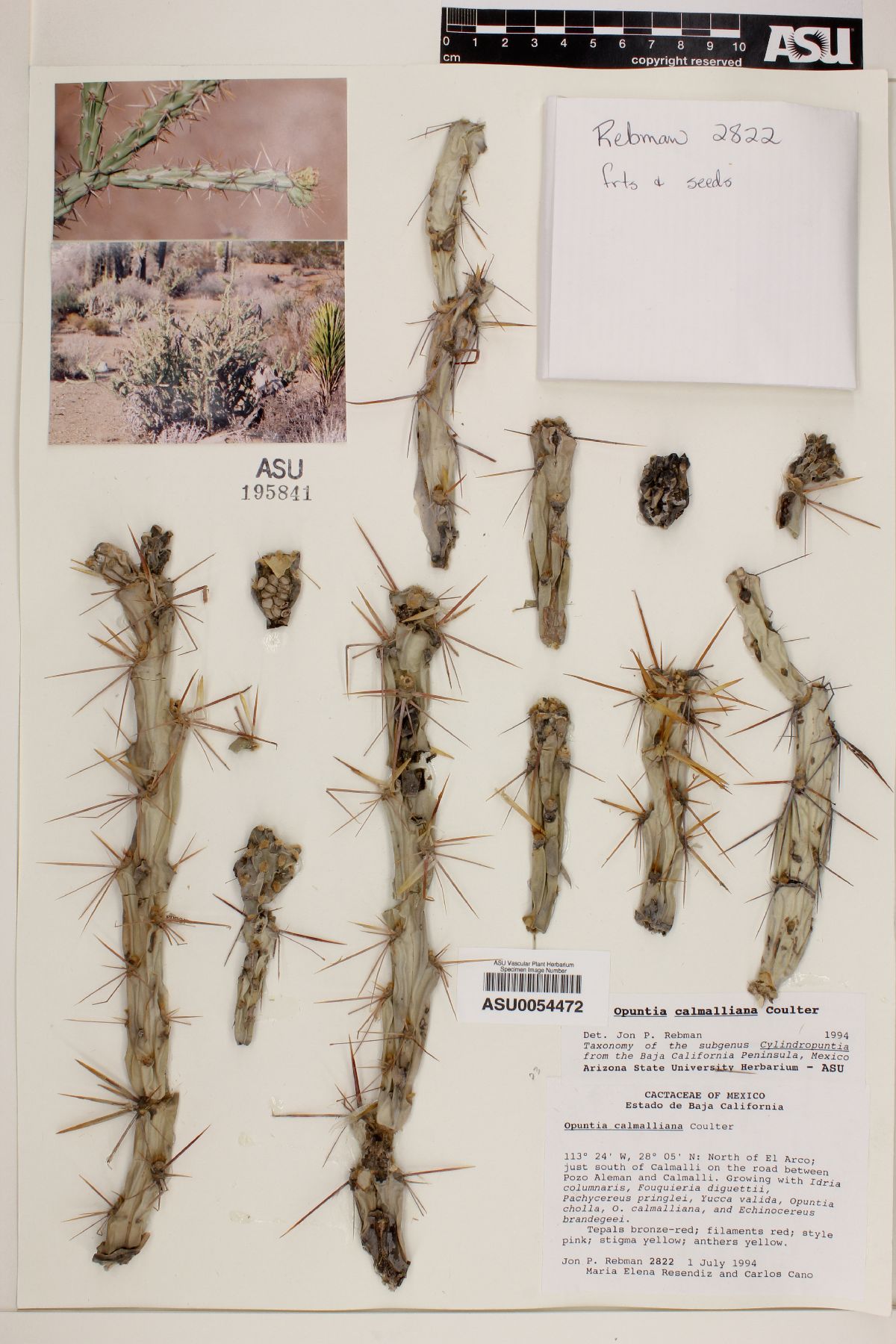 Opuntia calmalliana image