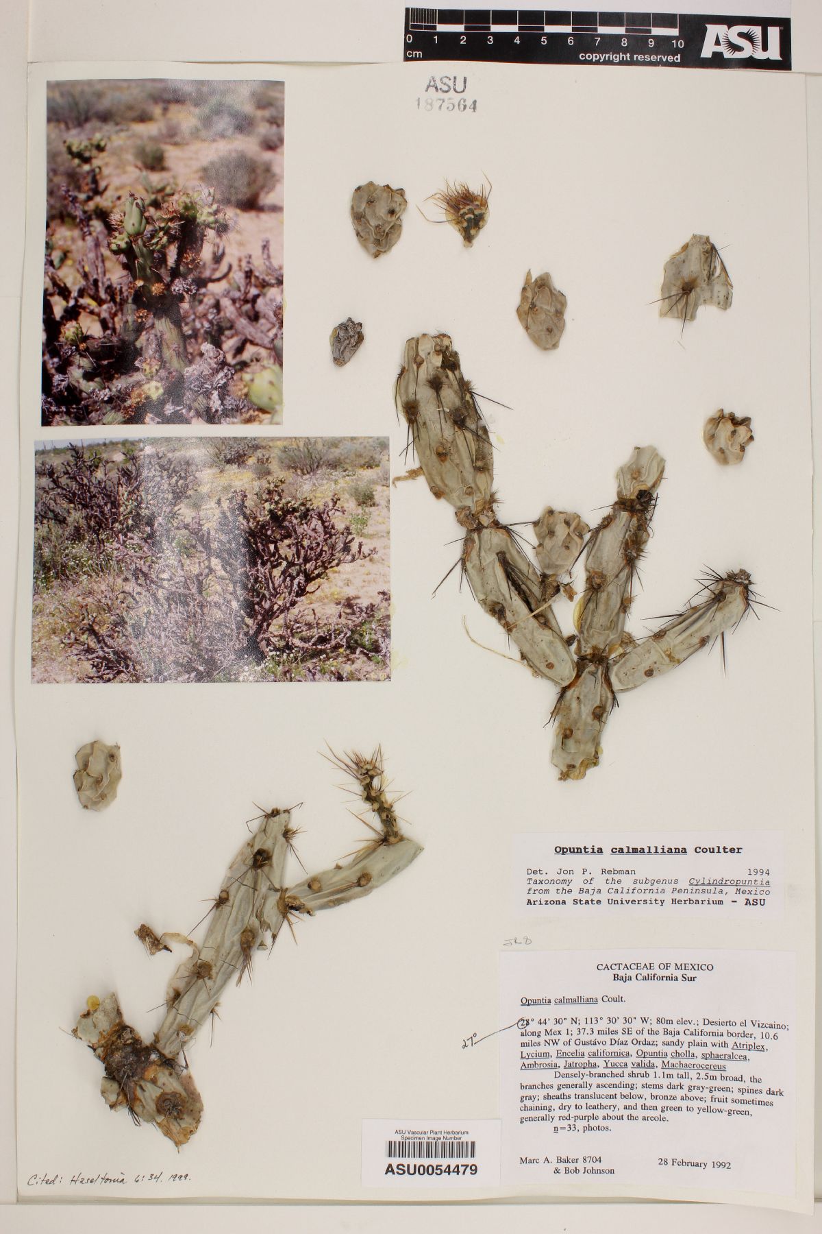 Opuntia calmalliana image
