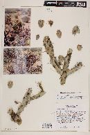 Opuntia calmalliana image