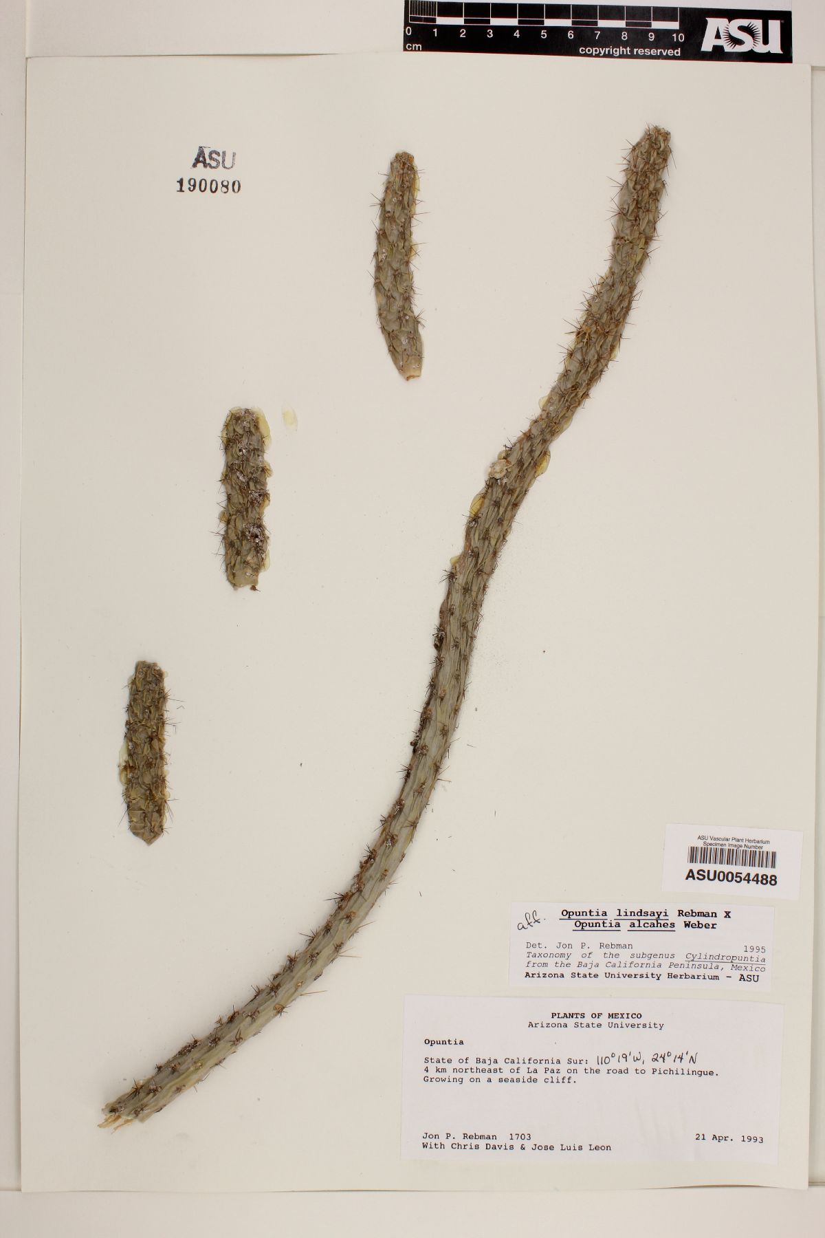 Cylindropuntia lindsayi image