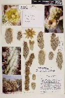 Cylindropuntia alcahes image
