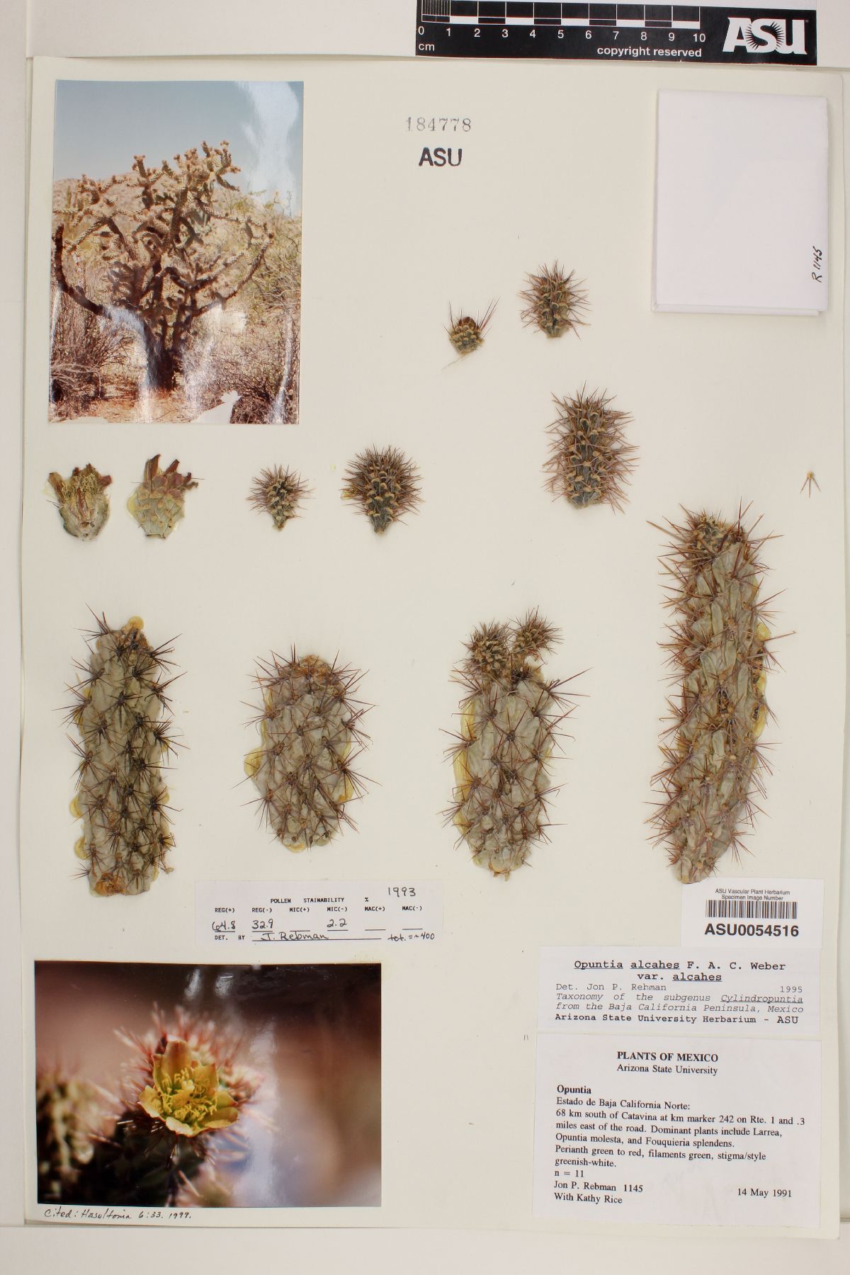 Cylindropuntia alcahes subsp. alcahes image