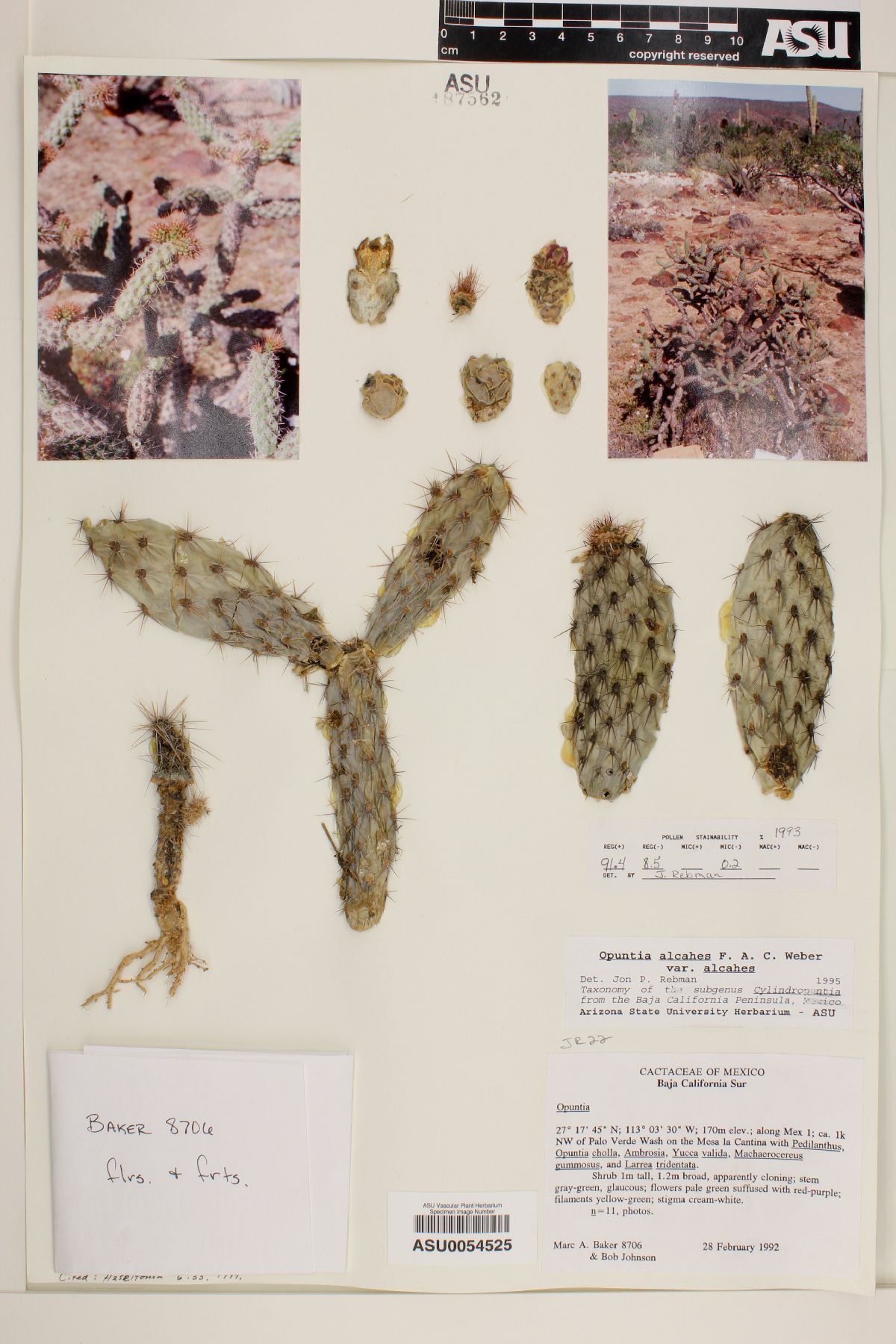 Cylindropuntia alcahes subsp. alcahes image