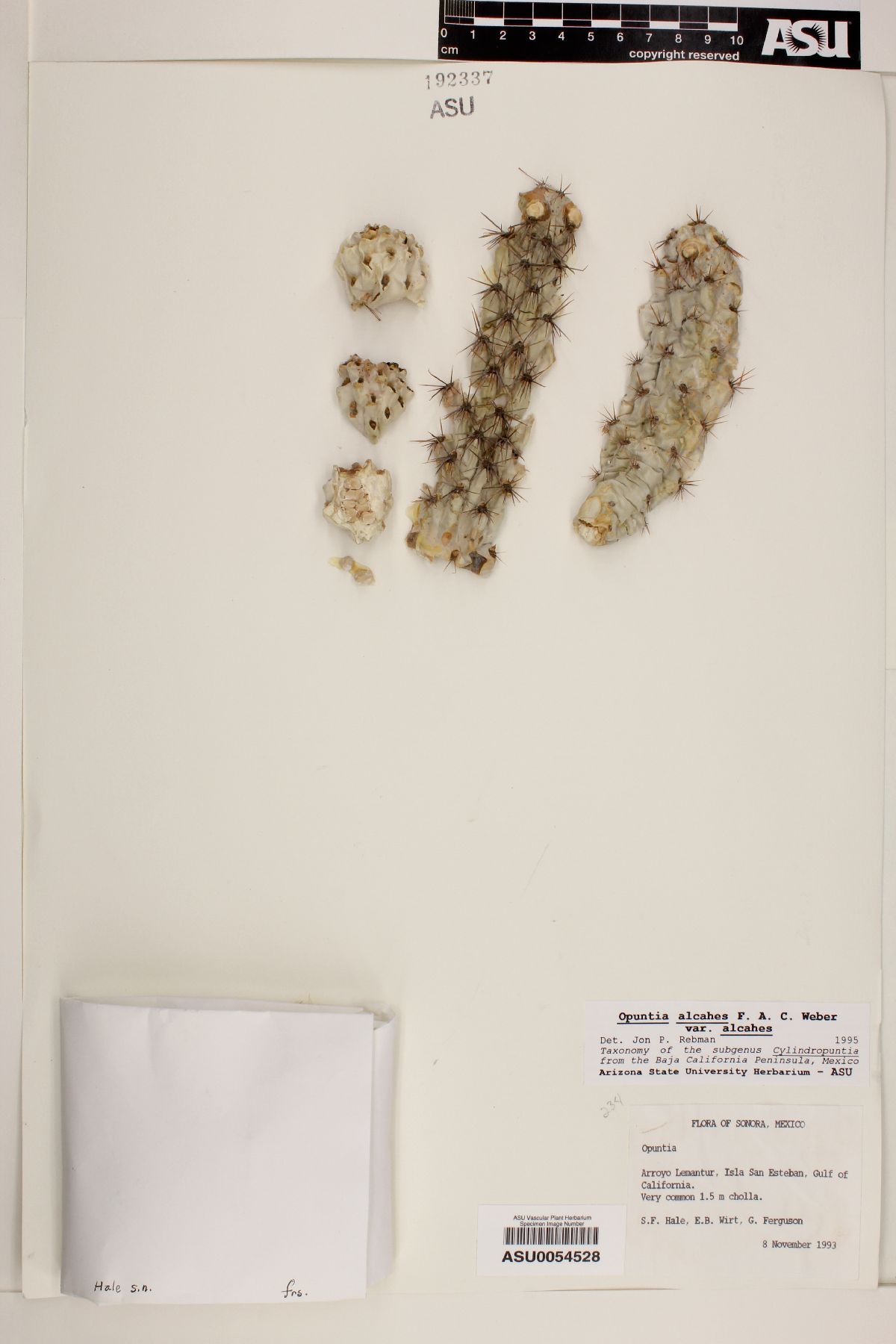 Cylindropuntia alcahes subsp. alcahes image