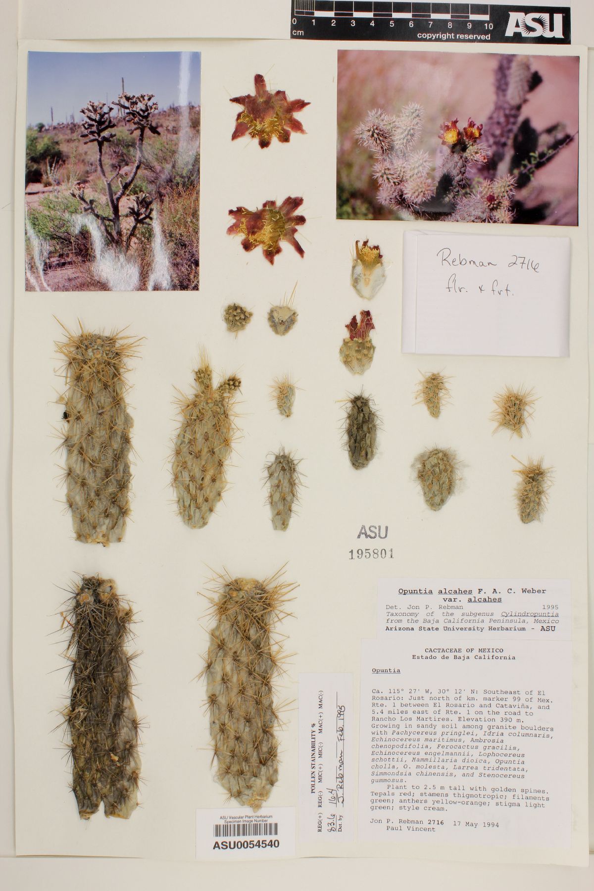 Cylindropuntia alcahes subsp. alcahes image
