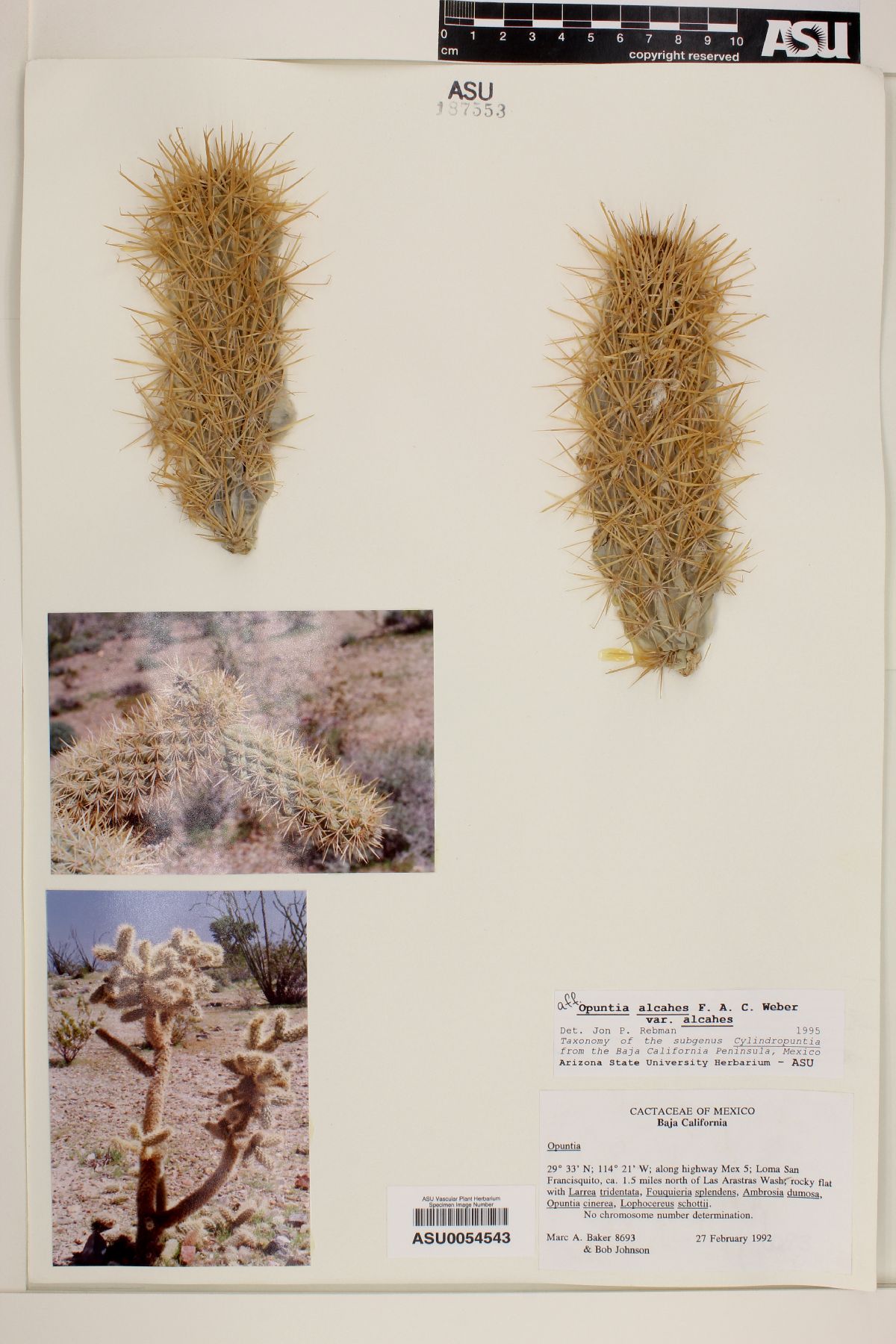 Cylindropuntia alcahes subsp. alcahes image