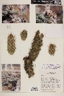 Cylindropuntia alcahes image