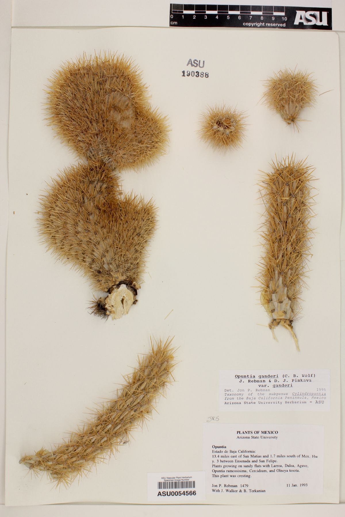 Cylindropuntia ganderi image