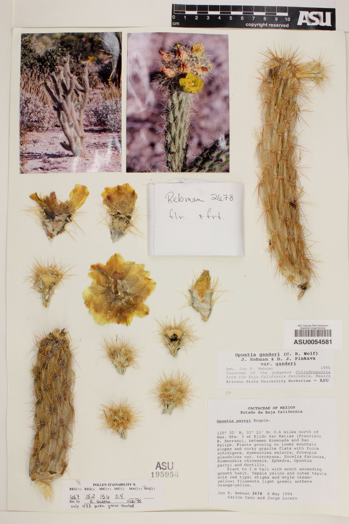 Cylindropuntia ganderi subsp. ganderi image