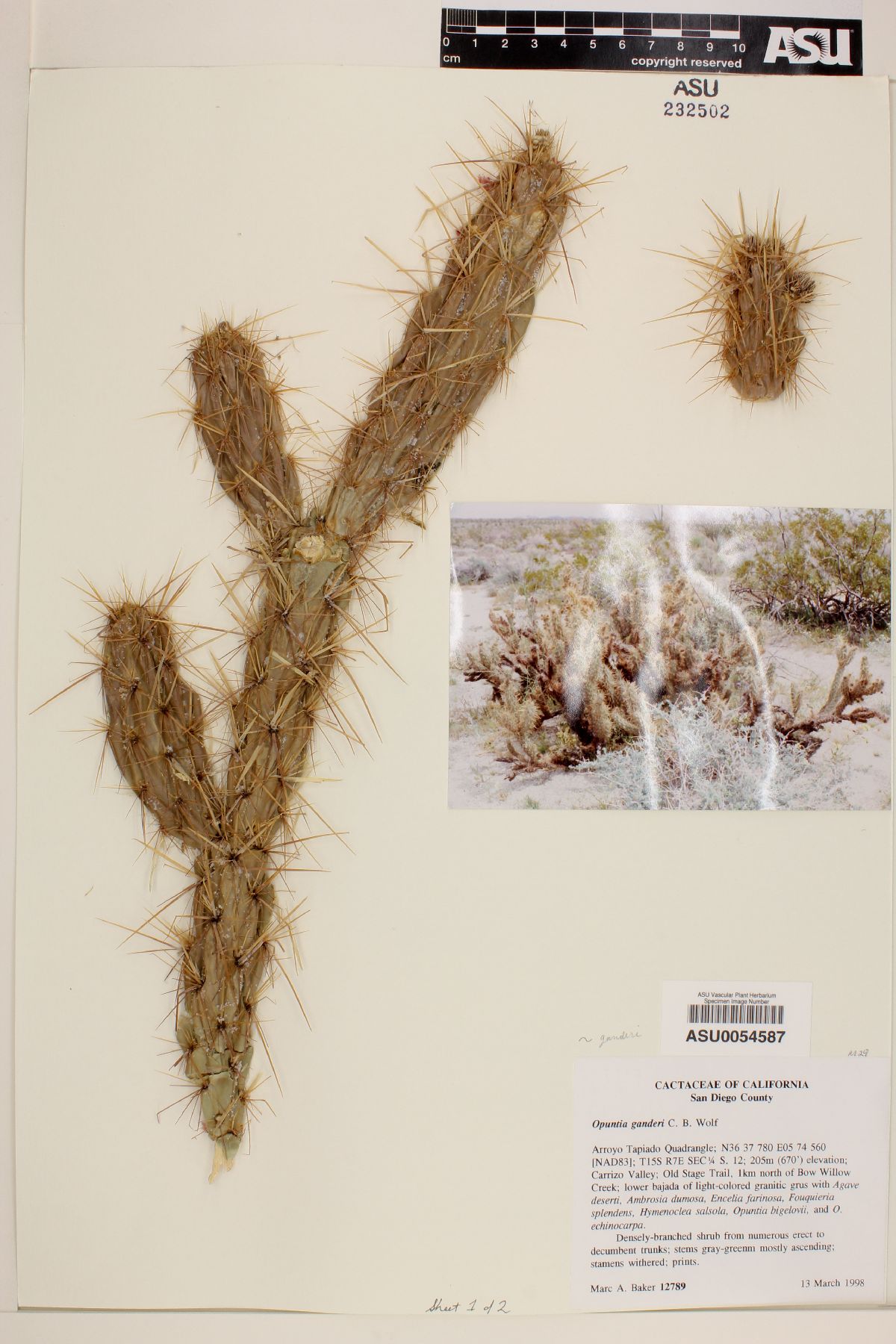 Cylindropuntia ganderi image