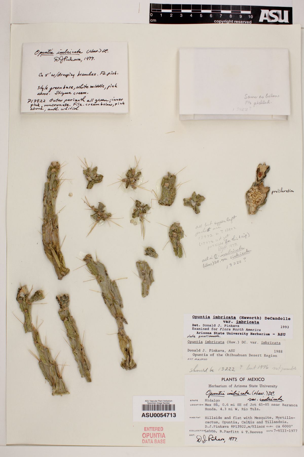 Cylindropuntia imbricata var. imbricata image