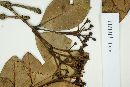 Myrcia bicarinata image