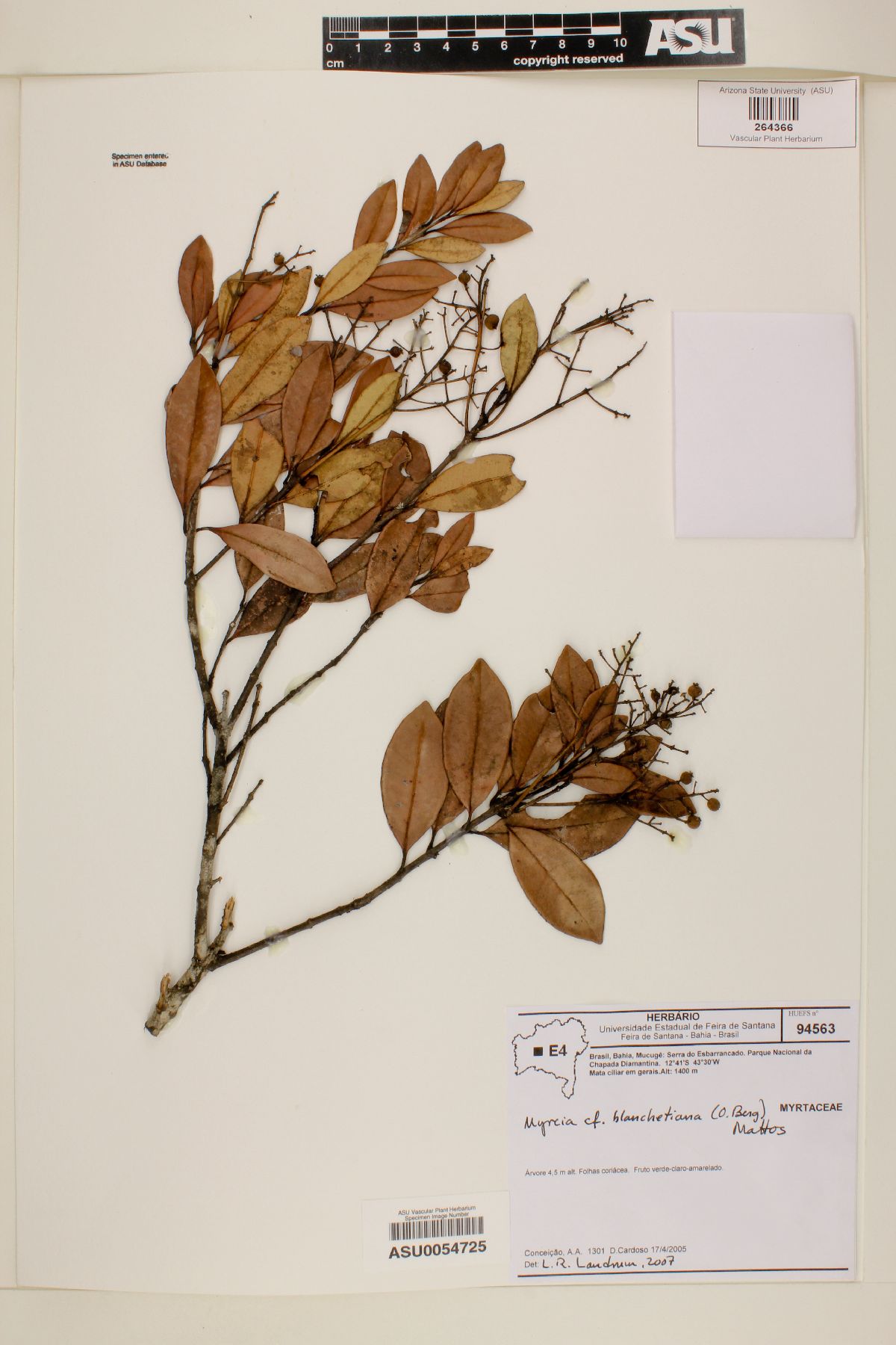 Myrcia blanchetiana image
