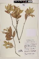 Myrcia blanchetiana image