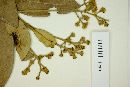 Myrcia blanchetiana image
