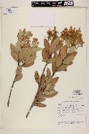Myrcia blanchetiana image